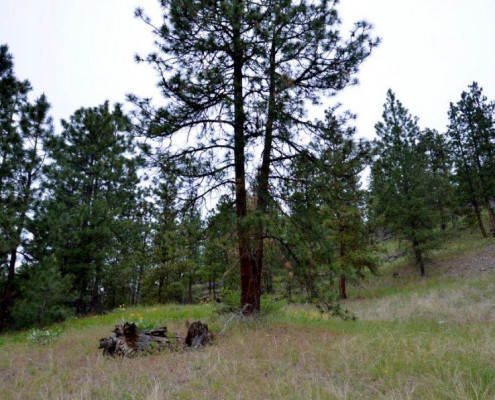 Baergnaescht B&B Osoyoos Baergnaescht B&B Osoyoos